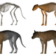 Digital reconstruction of a thylacine specimen.